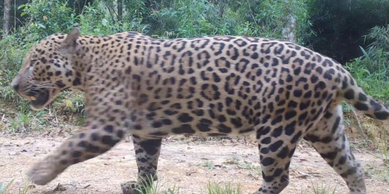 Onças-pintadas com filhotes são encontradas na Serra do Mar paranaense