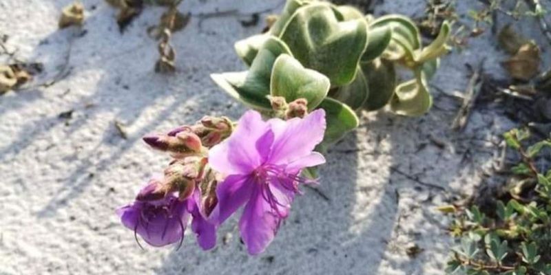 Espécie de planta rara volta para ambiente de origem em Cabo Frio