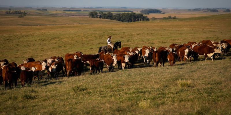 Febre aftosa: campanha de vacinação termina sábado