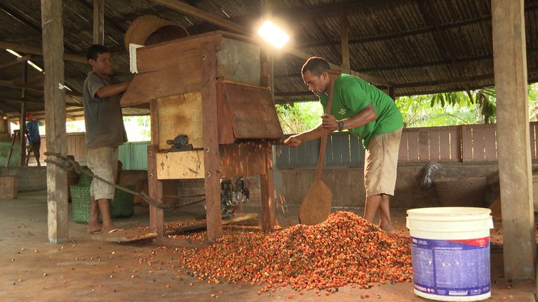 Guaraná: os olhos da floresta