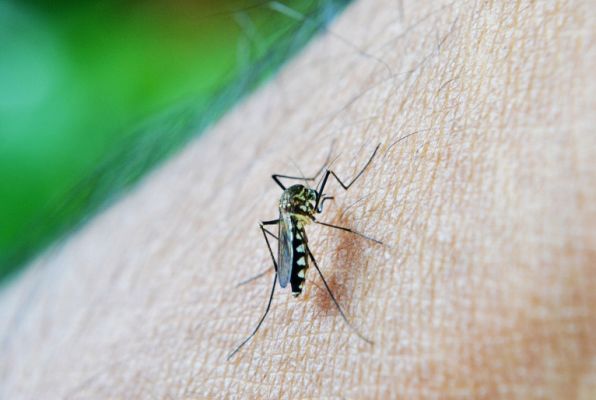 Infectologista explica aumento de casos de dengue no Brasil e como se prevenir