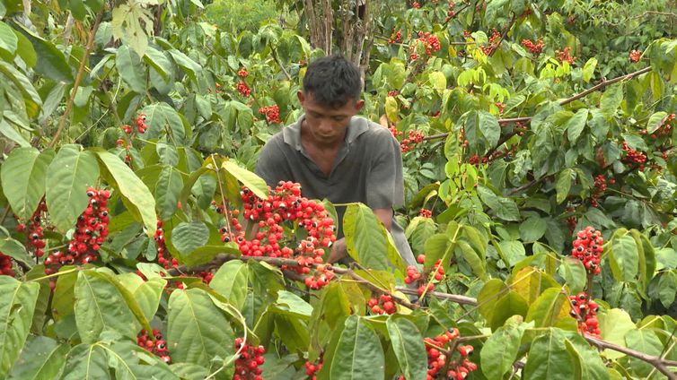 Guaraná: os olhos da floresta
