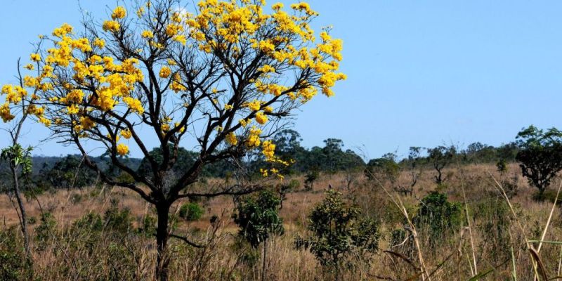 AGU institui grupo voltado à proteção dos biomas