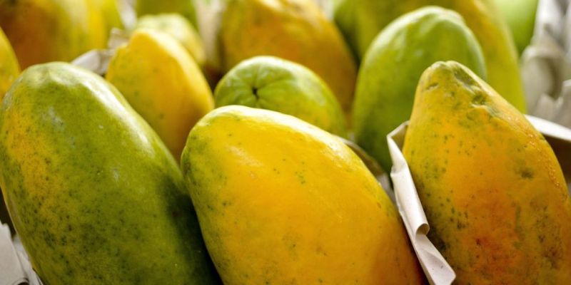 Governo prorroga prazo para cadastro na Agricultura Familiar