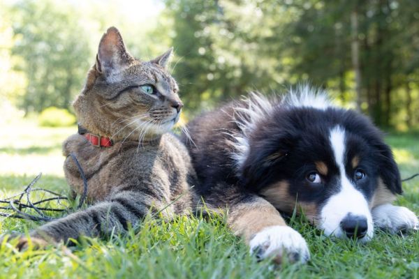 Serviço de clínica pet será via OSC e custará R$ 4,6 milhões em João Pessoa