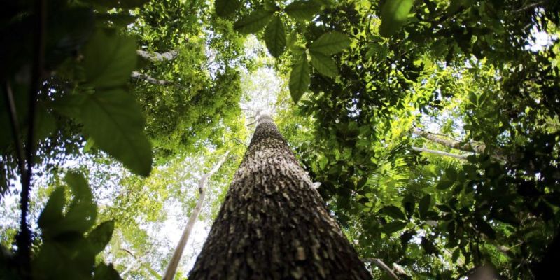 Programa vai formar empreendedores que apoiem floresta amazônica