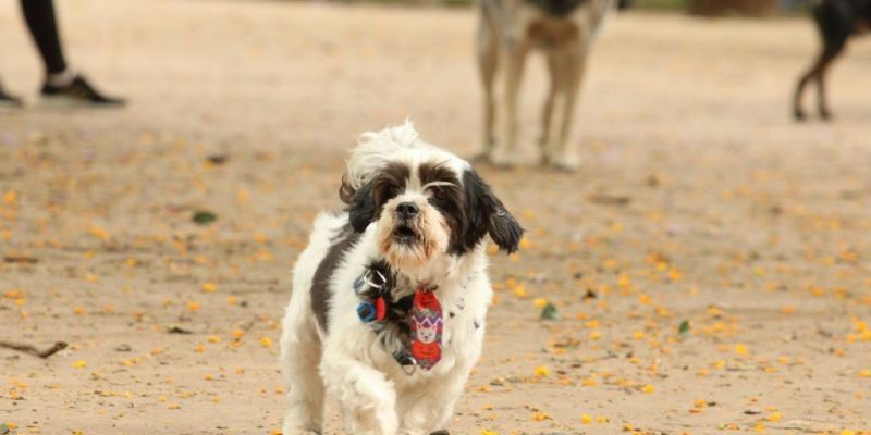 São Paulo tem ações para estimular vacinação de animais contra raiva