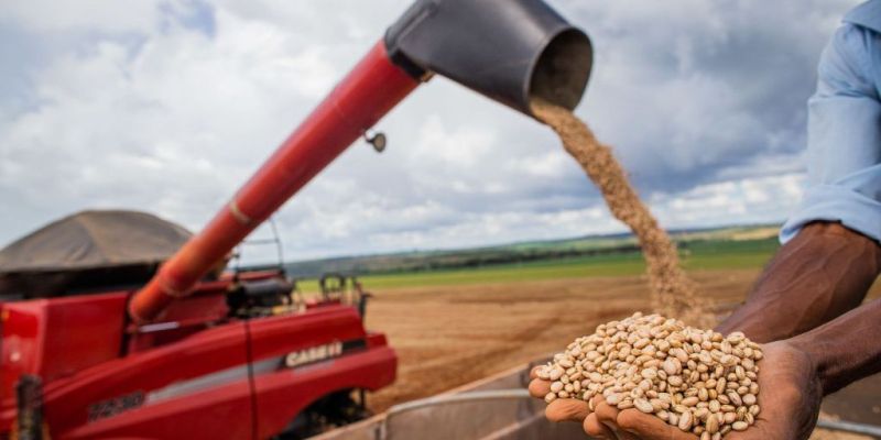 Aumento da temperatura vai afetar a produção de feijão no Brasil