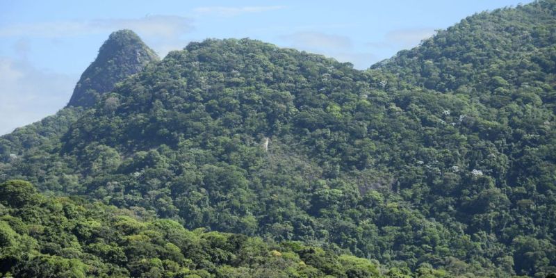 Iniciativa despeja quatro toneladas de sementes na Mata Atlântica