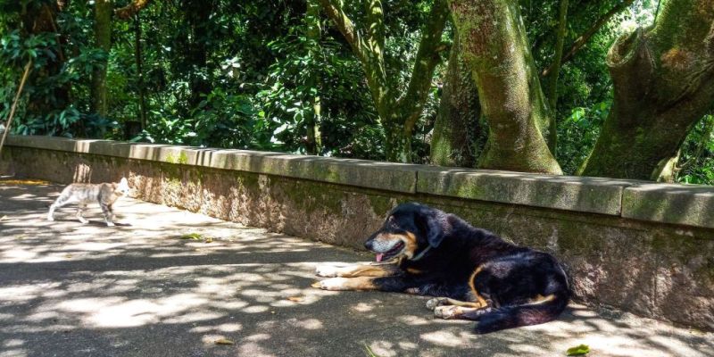 Cães e gatos também são considerados espécies invasoras no Brasil