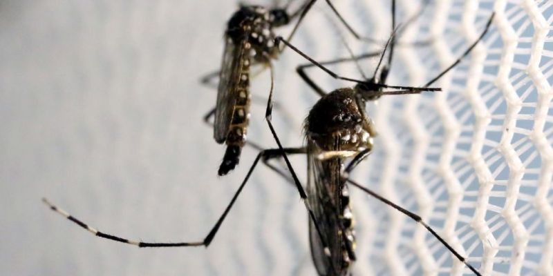 Com nova “fábrica de Aedes aegypti”, Brasil ampliará combate a doenças