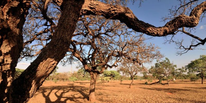 Ambientalistas denunciam degradação dos recursos hídricos do Cerrado