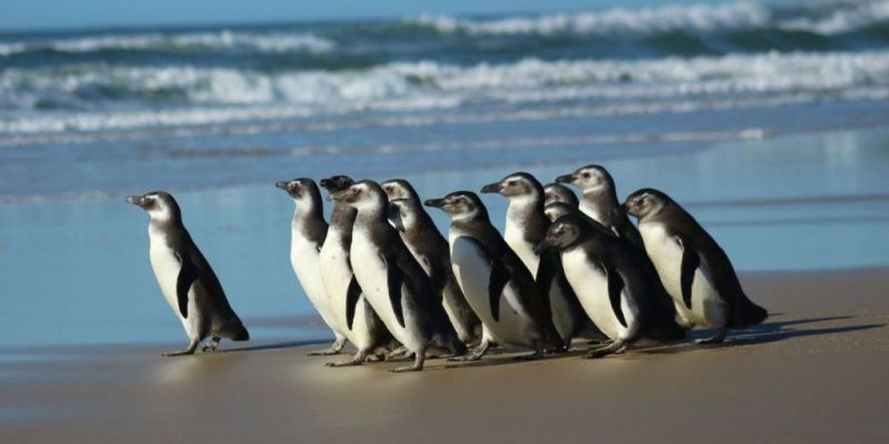 Rede de atendimento cuidará de pinguins resgatados na costa brasileira