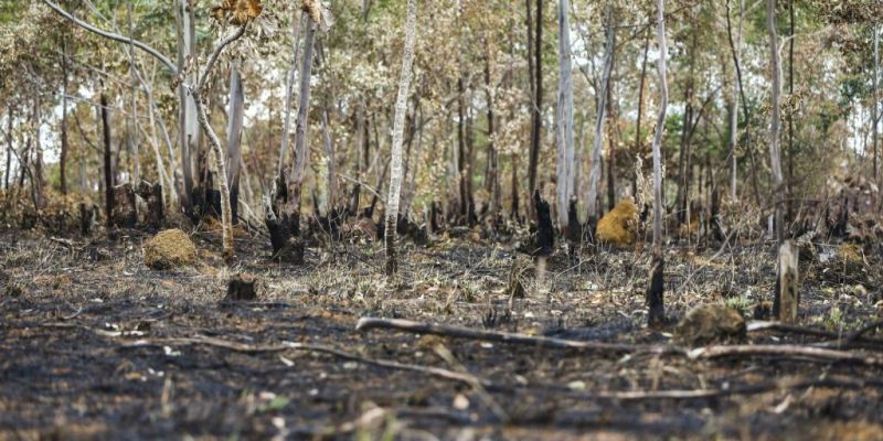 Brasil queimou área equivalente a Colômbia e Chile entre 1985 e 2022
