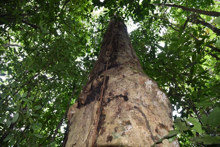Nova espécie de árvore gigante da Mata Atlântica
