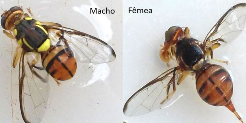Ministério declara Roraima área de quarentena para mosca da carambola