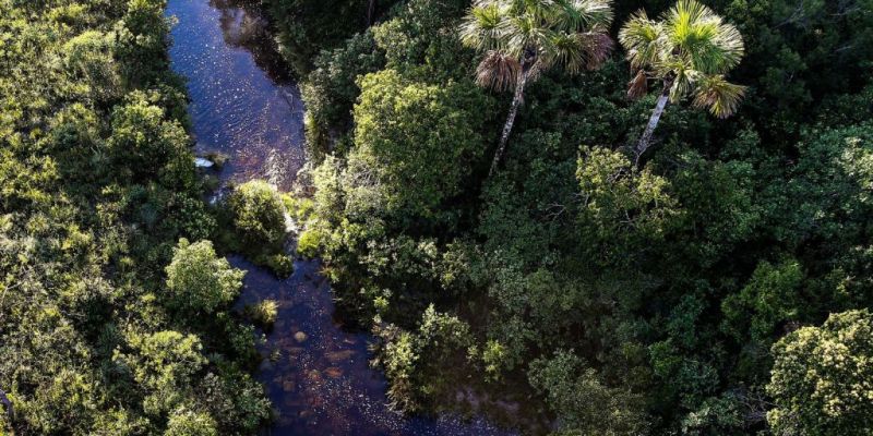 ICMBio divulga balanço sobre combate a crimes ambientais