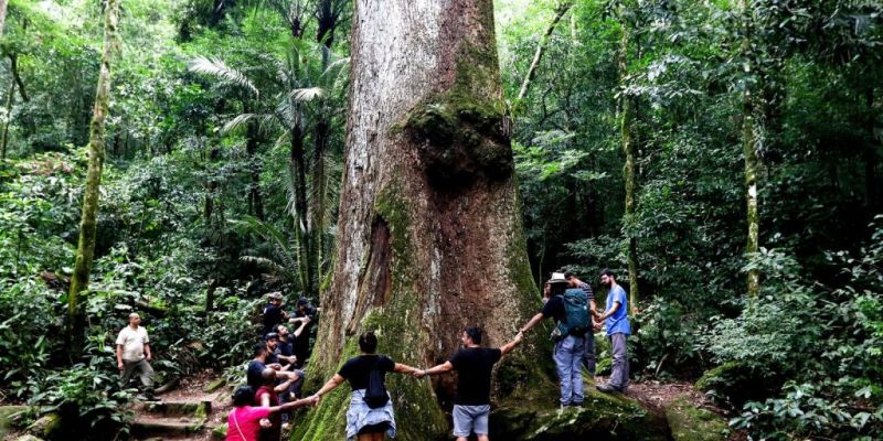 Jequitibá-rosa milenar é destaque em parque do Rio de Janeiro