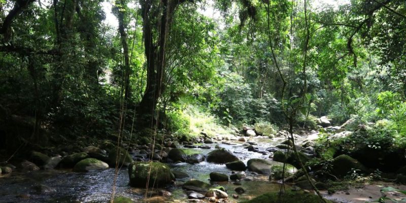 Projetos privados mantêm reservas ecológicas na Mata Atlântica
