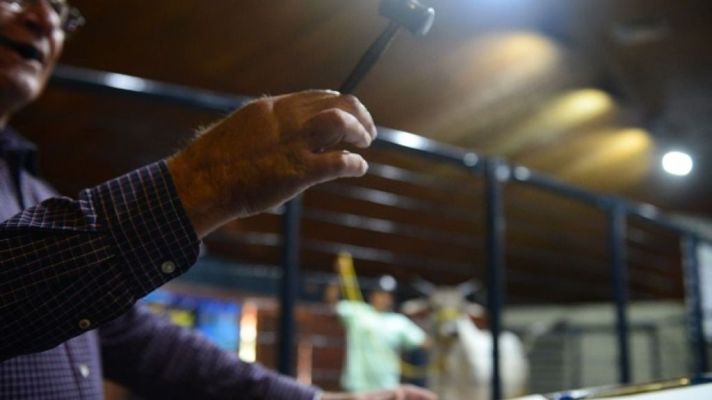 faturamento dos leilões já superou total registrado em 2022