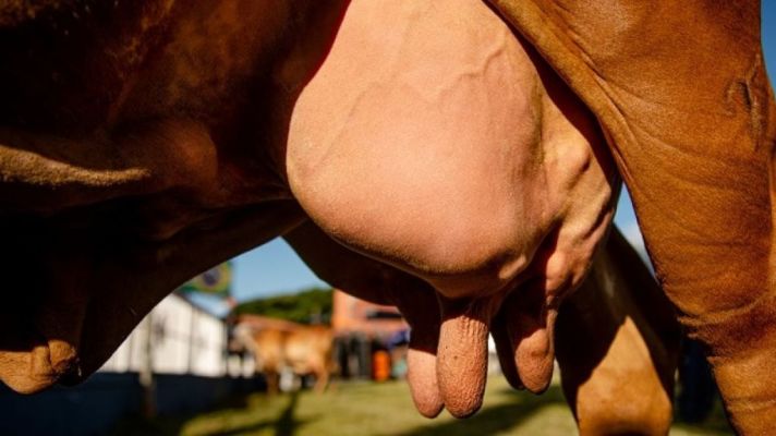 ‘Blogueira’ produz 70 quilos de leite por dia e vence concurso na ExpoZebu