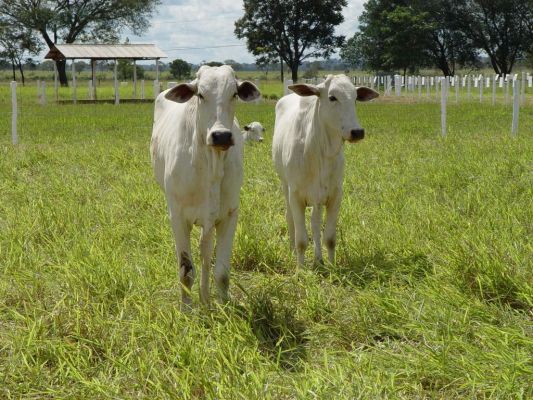 produtores investem em bem-estar e nutrição