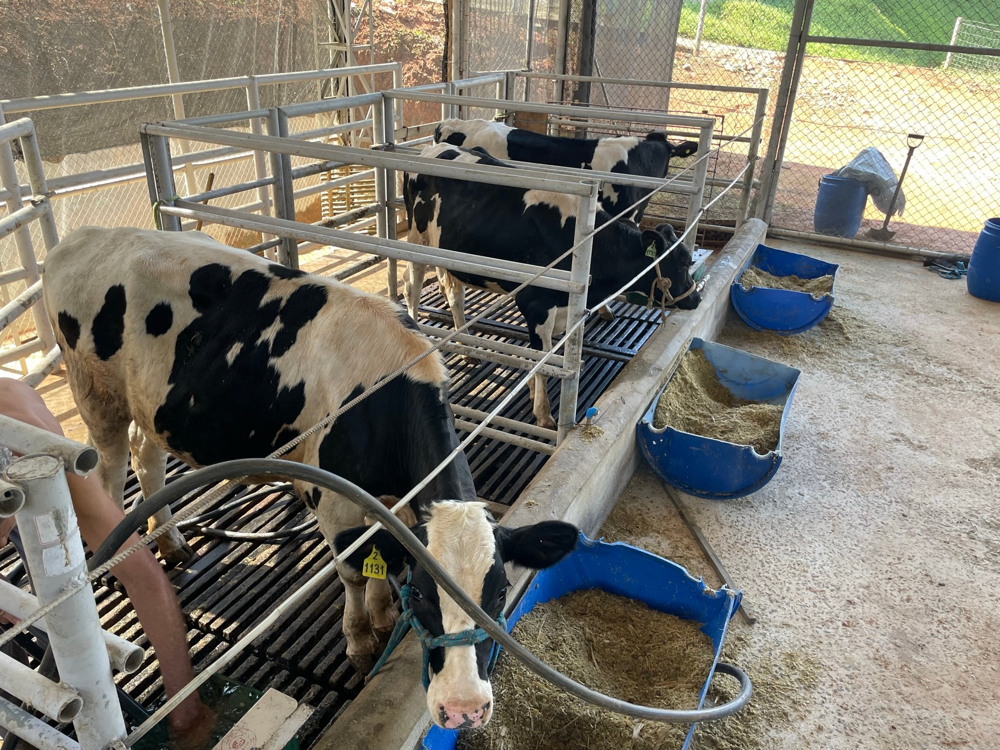 testes com vacas girolando na Embrapa