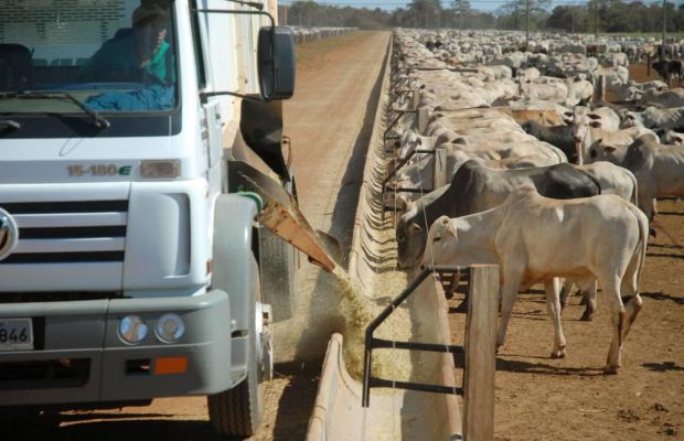 estudo mostra que nutrição representa 90% do custo de produção