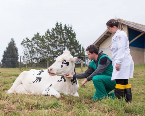 Vacas não obesas se recuperam melhor no pós-parto