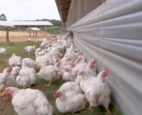 Apesar de alerta, aves comerciais seguem livre de gripe aviária; saiba mais sobre a doença