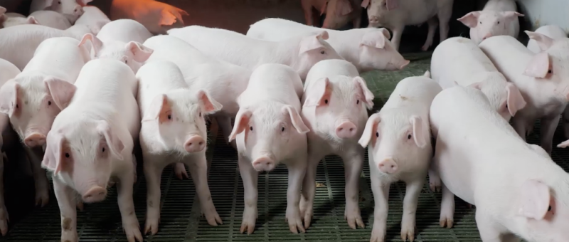 Saiba as diferença entre inseminação artificial e fecundação in vitro na suinocultura