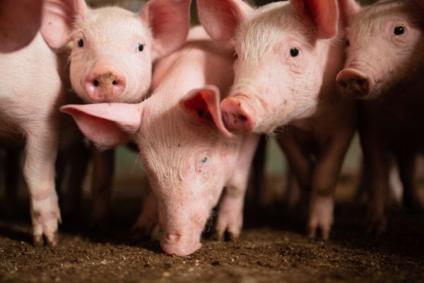 Estudo da Embrapa revela benefícios da alimentação fracionada para suínos
