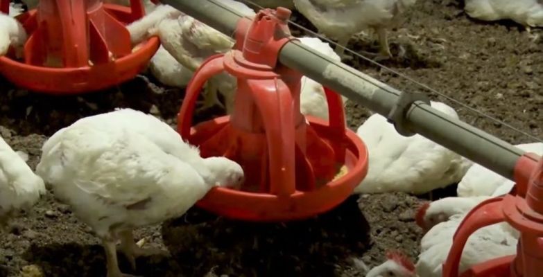 Saiba a importância do armazenamento adequado de ingredientes na fabricação de rações