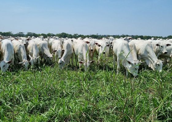 preços param de cair, mas recuperação ainda não veio; saiba para quando está prevista