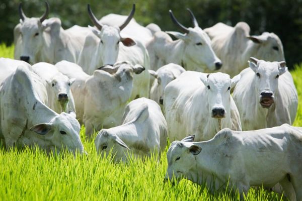 aumento da oferta de animais mantém preços pressionados