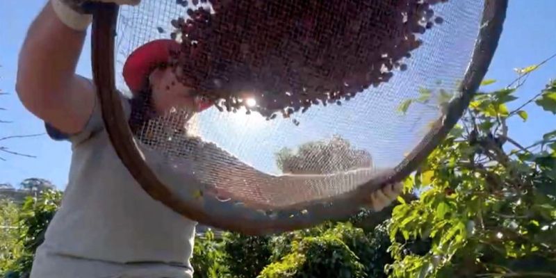 Conab projeta cenário positivo na produção brasileira de café este ano