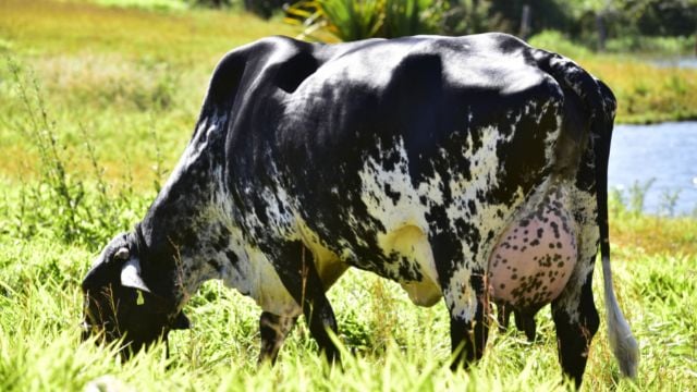 cetose bovina