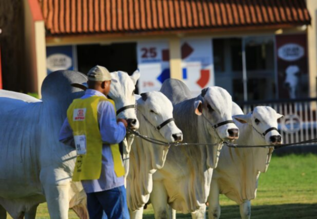 ExpoZebu