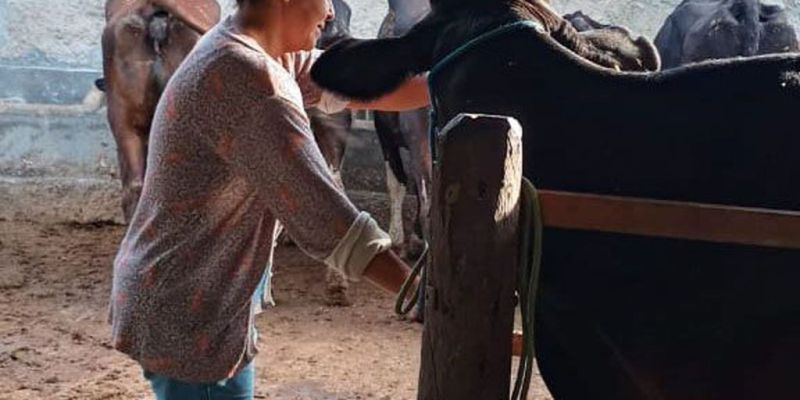 Agricultura familiar ajuda a aumentar produção leiteira no Nordeste
