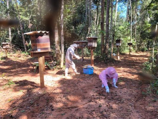 Morte de pelo menos um milhão de abelhas é investigada em propriedades rurais em MT