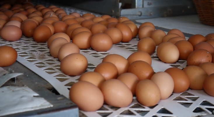 Preço pago ao produtor tem maior valorização desde 2017