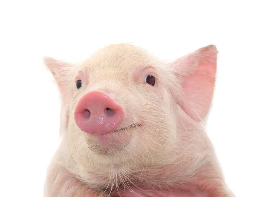 Planejar embarque de suínos no abate garante qualidade da carne