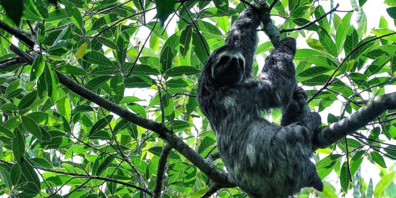 Mata Atlântica tem maior número de espécies ameaçadas, diz pesquisa