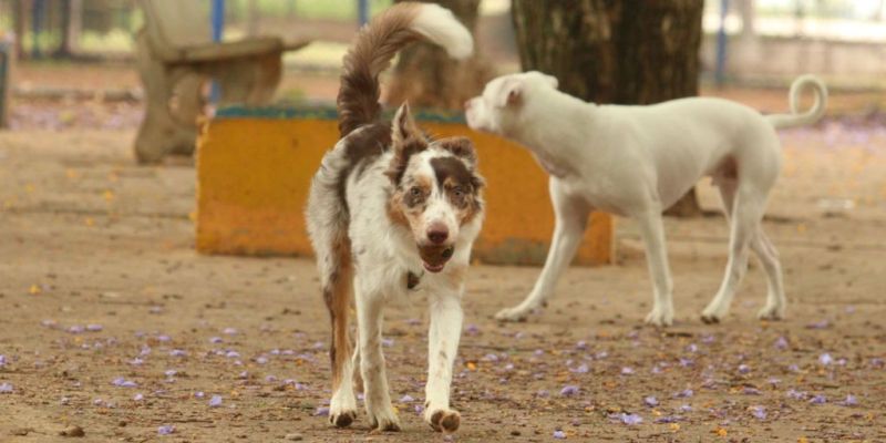 Governo suspende oito lotes de vacina animal contra Leishmaniose