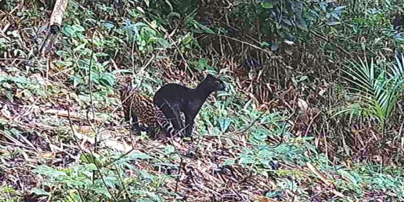 Felino selvagem raro é visto em reserva da Mata Atlântica