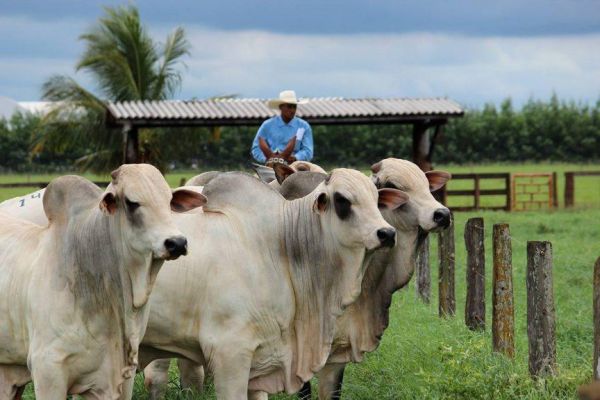 Pista de julgamento da 88ª ExpoZebu conta com dois mil animais