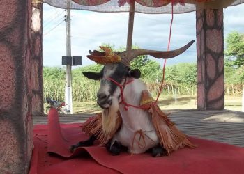Cabaceiras acata decisão judicial e faz Festa do Bode Rei sem animais nas competições