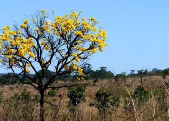 Parlamentares defendem preservação das águas no Cerrado