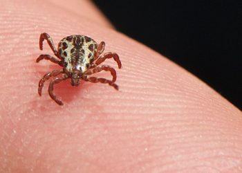 Pesquisadores buscam vacina contra a febre maculosa