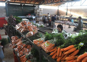Preços da cenoura e do mamão caem nos principais mercados atacadistas